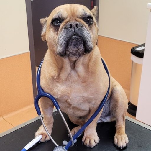 Izzie Doc